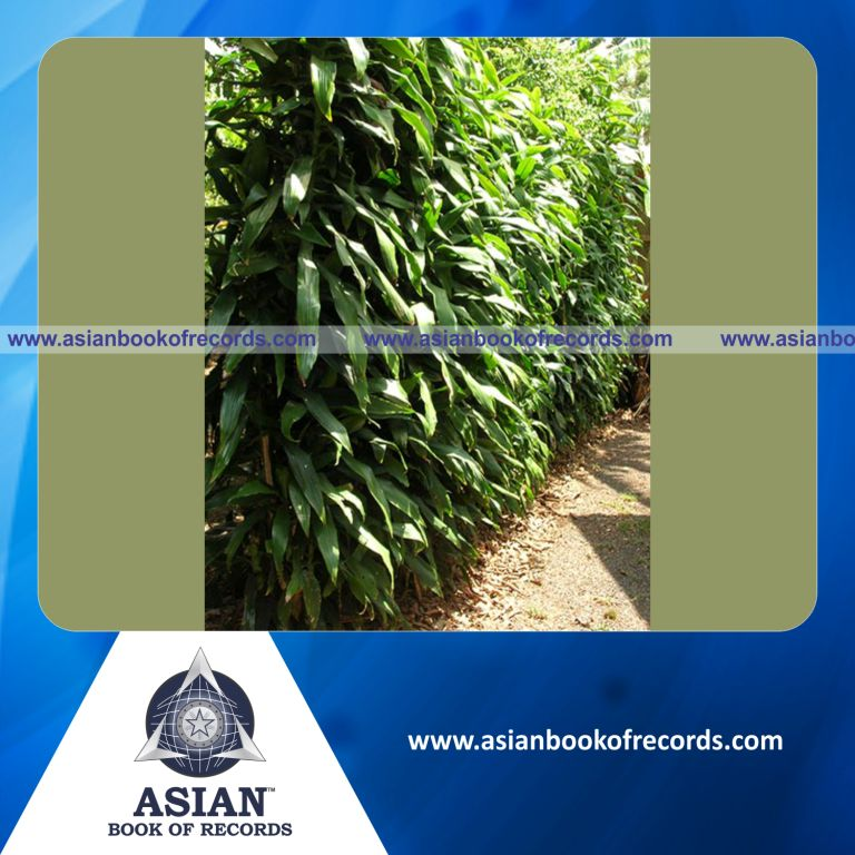 Longest Dracaena Fragrans